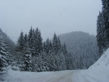 Snow covered land and trees against sky