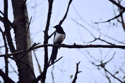 Low angle view of bird perching on branch