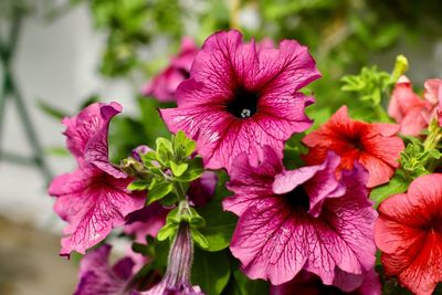 Close-up of pink flowering plants