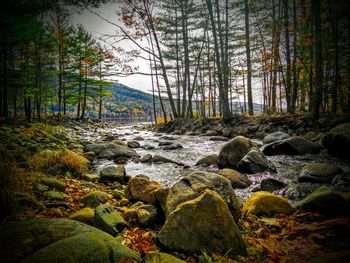 Trees in greenhouse against sky