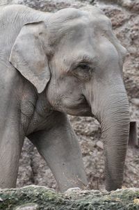 Close-up of elephant in zoo