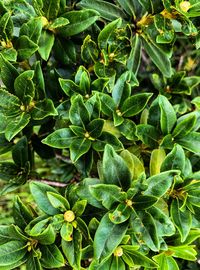 Full frame shot of fresh green plant