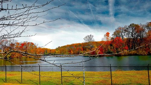 Trees by fence against sky