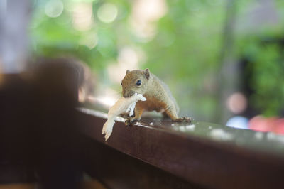 Close-up of squirrel on wooden railing