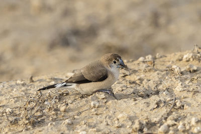 Close-up of bird on field