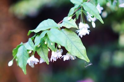 Close-up of white flowering plant leaves