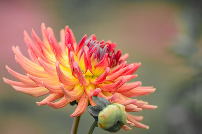 Colorsplash of a red cactus dahlia in bloom