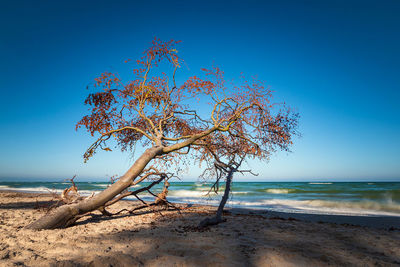 Tree on beach against clear blue sky