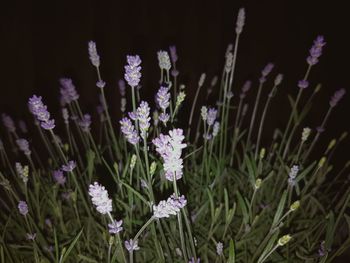 Close-up of purple flowering plants on field