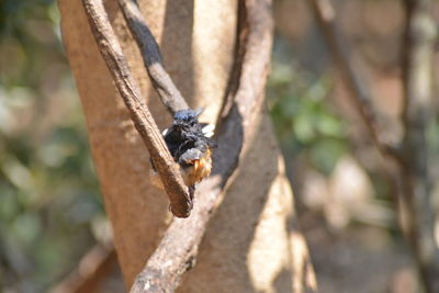 Close-up of butterfly on tree trunk