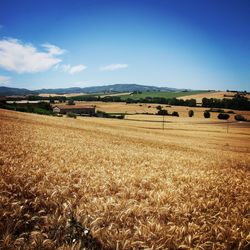 Scenic view of rural landscape