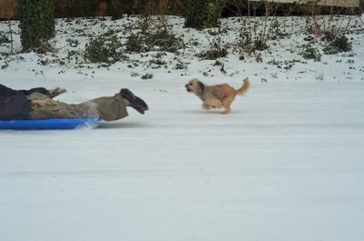 Dogs on snow covered shore