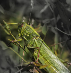 Close-up of lizard on plant