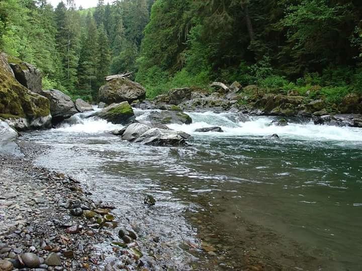 RIVER AMIDST TREES IN FOREST