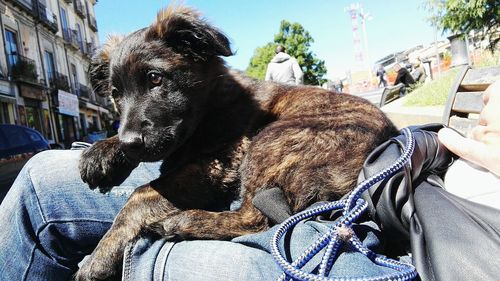 Close-up of dog sitting outdoors