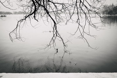 Bare tree by lake against sky