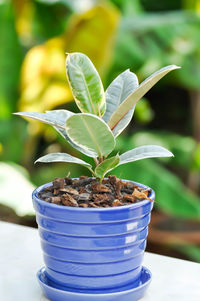 Close-up of potted plant