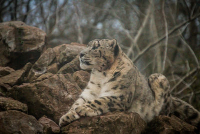 Cat relaxing on rock