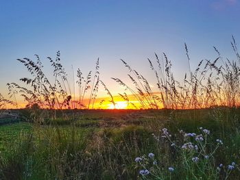 Scenic view of grassy field against sky during sunset