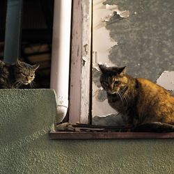 Portrait of cat sitting on window sill at home