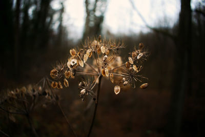 Close-up of dried plant on field