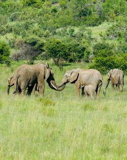 Elephants on field