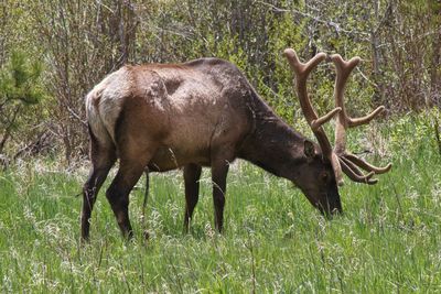 Side view of horse on field