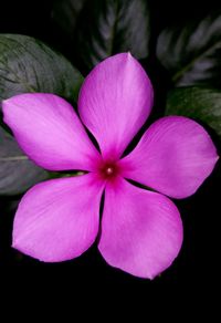 Close-up of frangipani blooming against black background