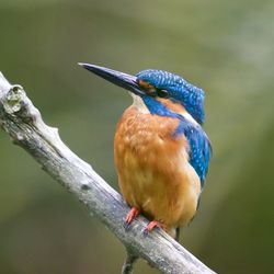 Close-up of kingfisher perching on tree branch