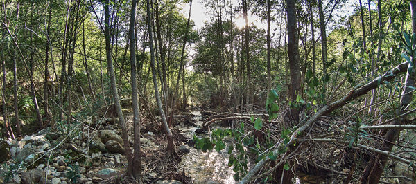Panoramic shot of trees growing in forest