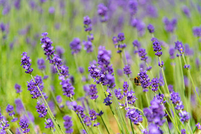 Close-up of purple flowering plants on field