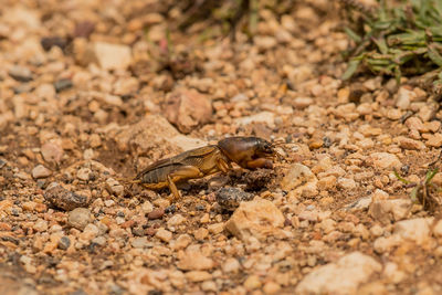 High angle view of lizard on land