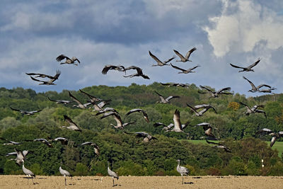 Flock of birds flying in the sky