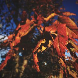 Close-up of leaves on tree