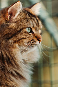 Close-up of cat looking away