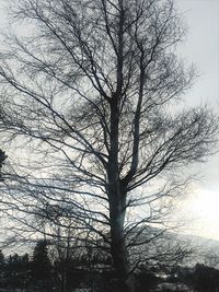 Low angle view of bare tree against sky