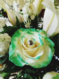Close-up of fresh roses blooming outdoors