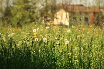 Scenic view of flowering plants on field