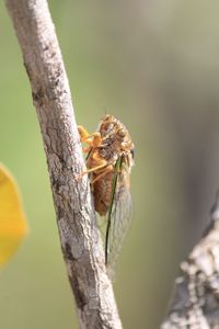 Close-up of insect on plant