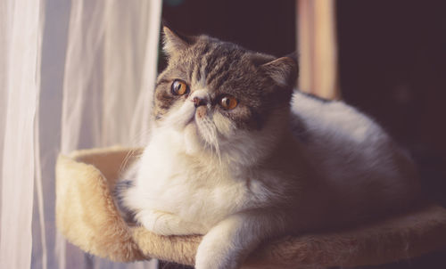 Close-up portrait of cat sitting at home