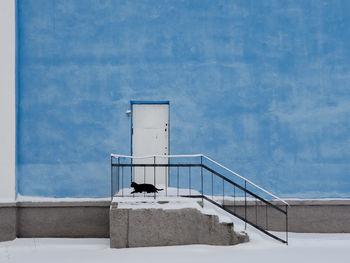 Black cat by door of blue building during winter