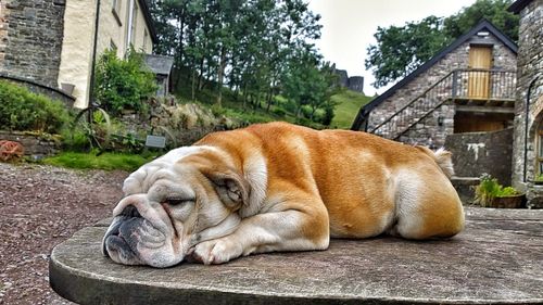 Dog sleeping outdoors