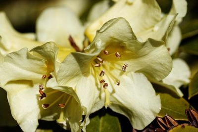 Close-up of flowering plant