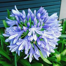 Close-up of purple flowers blooming outdoors