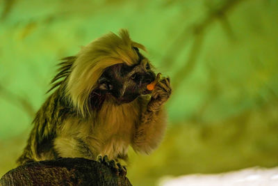 The cottontop tamarin saguinus oedipus aka the pinche tamarin, is a small new world monkey eating