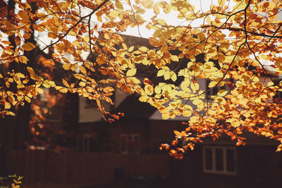 Low angle view of tree against sky