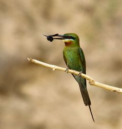 Green bee-eater hunting insect on twig