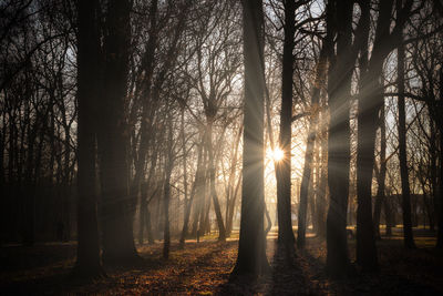 Sunlight streaming through trees in forest