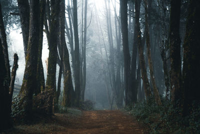 Scenic view of forest