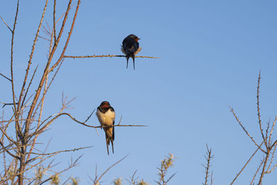 Low angle view of swallows perching on branch against blue sky 